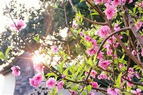 催旺桃花|现代风水学中的催桃花法